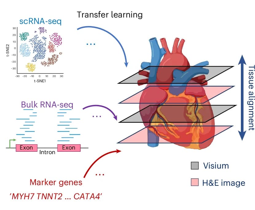 Open access visualization of Workflow, Scatter Plot, Loki Platform, Transfer Learning, 3D Tissue Analysis