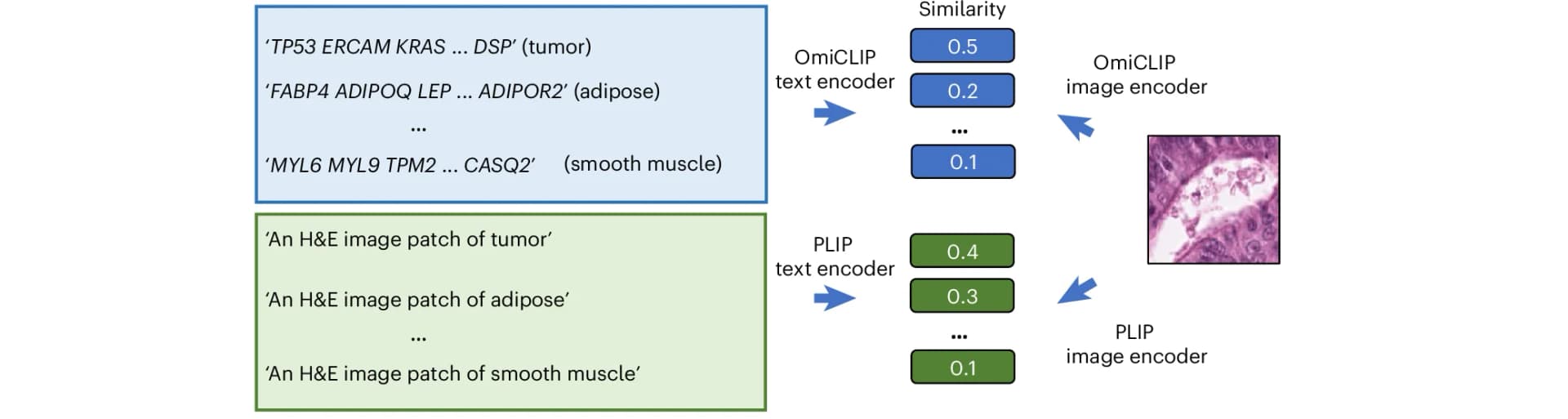 Open access visualization of Workflow, Tissue Annotation, H&E Image, Marker Genes, Loki