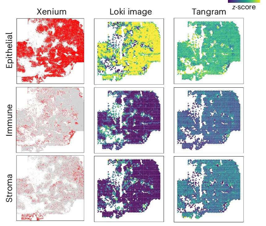 Open access visualization of Heatmap, Cell-Type Decomposition, TNBC Sample, Heat Map, Spatial Transcriptomics