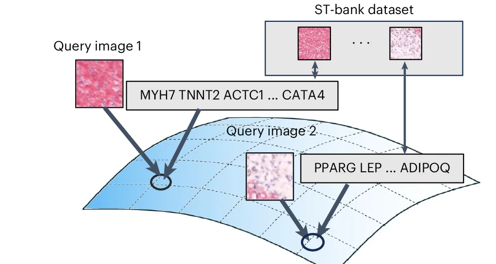 Open access visualization of Workflow, Illustration, ST-bank Dataset, Image-to-Transcriptomics Retrieval