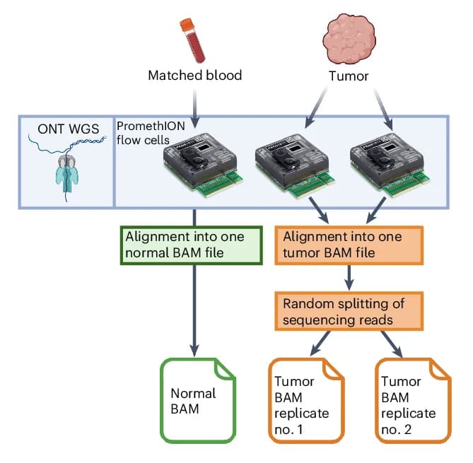 Open access visualization of Workflow, Flowchart, Illustration, Replicate Analysis, Somatic SV Detection