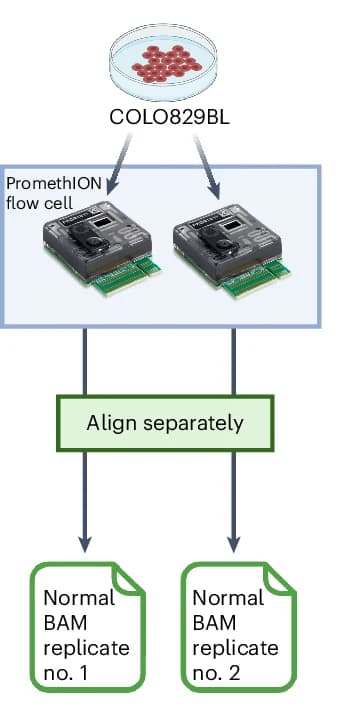 Open access visualization of Workflow, Flowchart, Illustration, COLO829BL Normal Flow Cell, Replicate Analysis