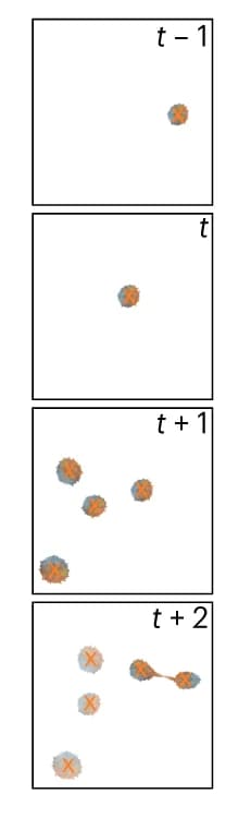 Open access visualization of Microscopy, Cells, Detection, Time-lapse microscopy