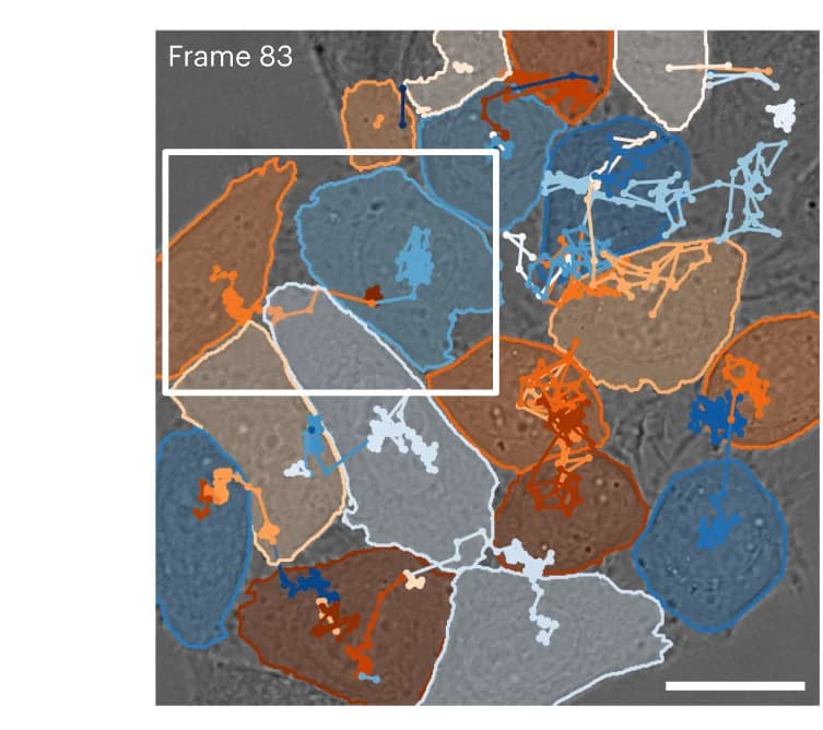 Open access visualization of Microscopy, Predicted Trajectories, Cell Tracking, TRA, Cell Division