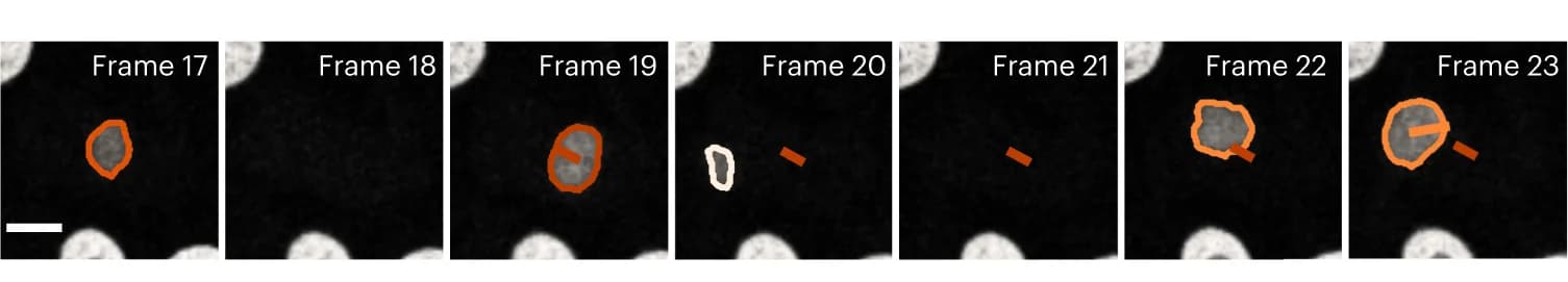 Open access visualization of Microscopy, Confocal Microscopy, GFP, GOWT1 Mouse Stem Cells, MAGIK
