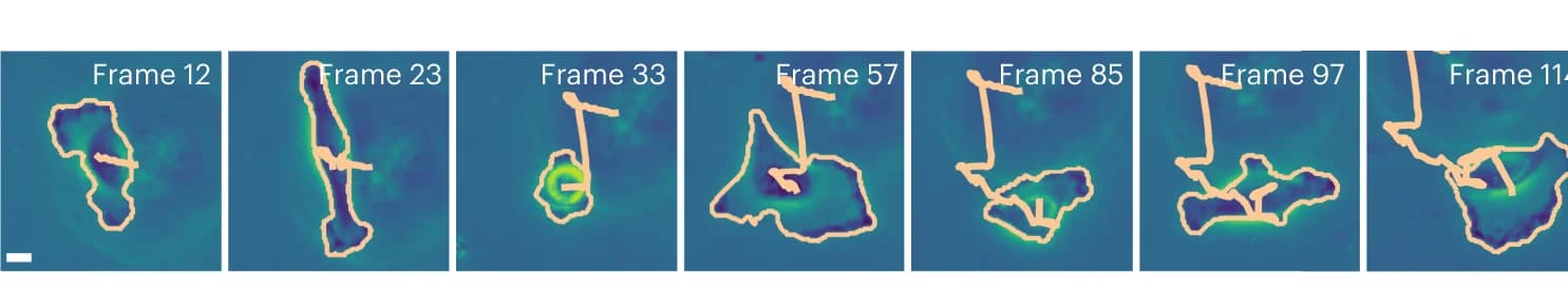 Open access visualization of Microscopy, Phase-Contrast Imaging, Glioblastoma-Astrocytoma U373 Cells, Polyacrylamide Substrate, MAGIK
