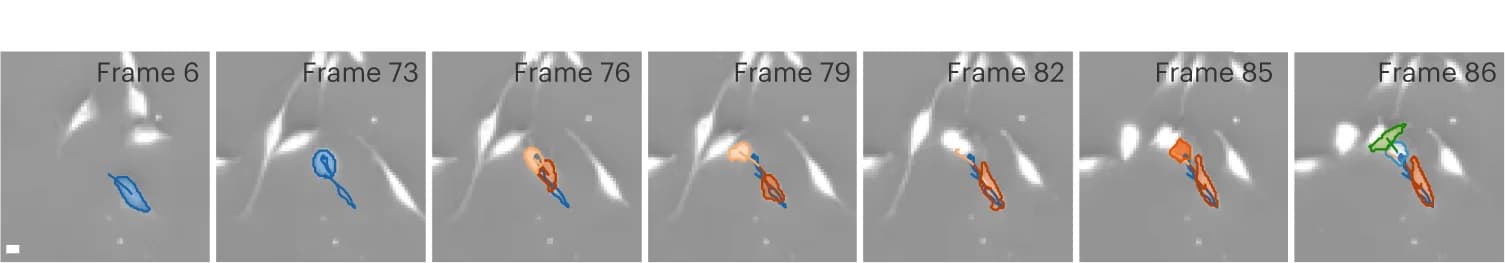 Open access visualization of Microscopy, Phase-Contrast Imaging, Pancreatic Stem Cells, Polystyrene Substrate, MAGIK
