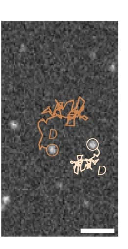 Open access visualization of Microscopy, Line Plot, Fluorescence Microscopy, Single-Object Tracking, Brownian Motion