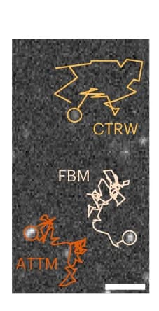 Open access visualization of Microscopy, Single-Object Tracking, Diffusion Models, FBM, ATTM