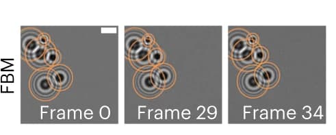 Open access visualization of Microscopy, Holographic Video, Image Sequence, FBM, Graph Representation