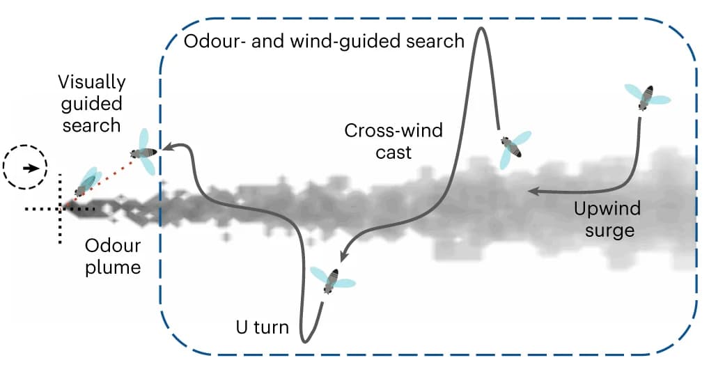 Open access visualization of Workflow, Illustration, Flying Insect, Plume Tracking, Upwind Surge