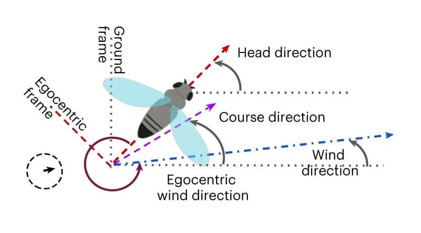 Open access visualization of Illustration, Agent, Head Direction, Course Direction, Wind Direction