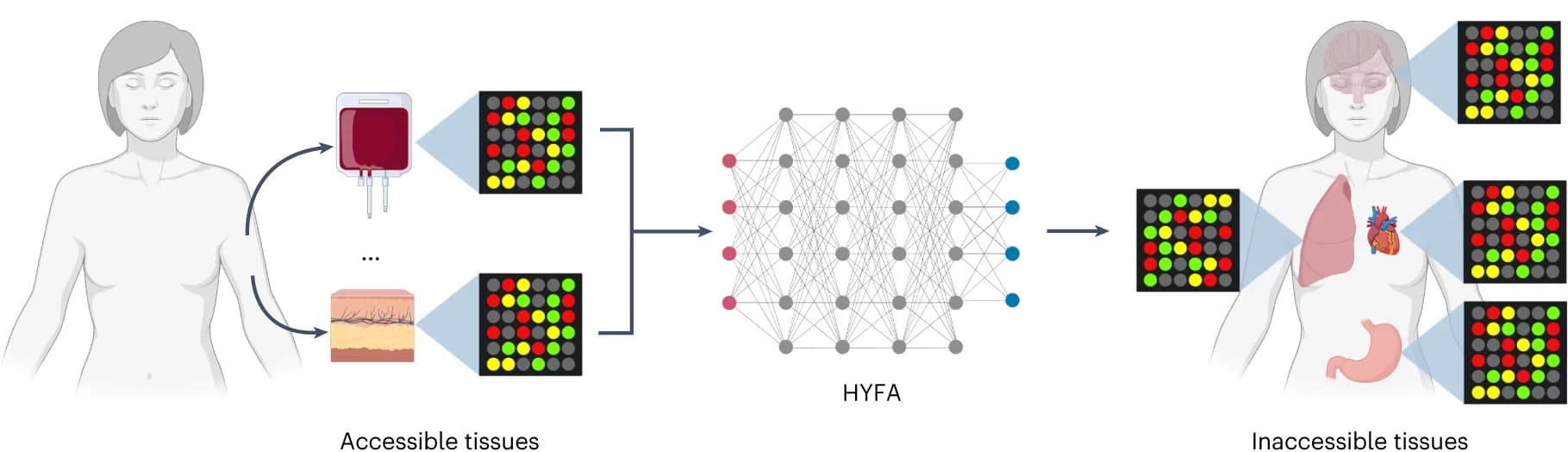 Open access visualization of Workflow, Illustration, Gene Expression, Tissues, Transcriptomes