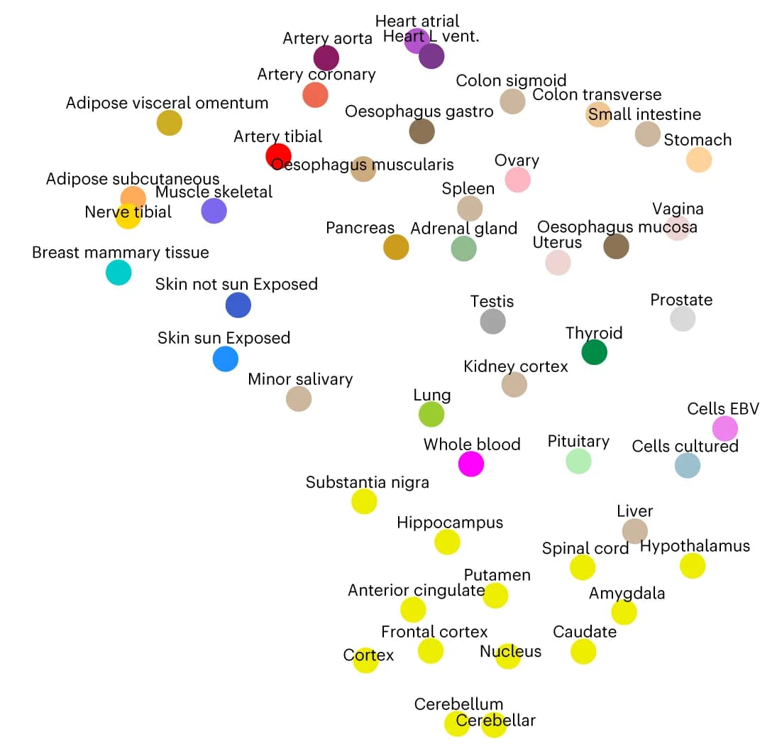 Open access visualization of Scatter Plot, UMAP, Tissue Embeddings, Human Body Systems, Digestive System
