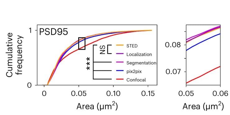 Open access visualization of Line Plot, Synaptic Cluster, Morphological Features, Cluster Area, PSD95