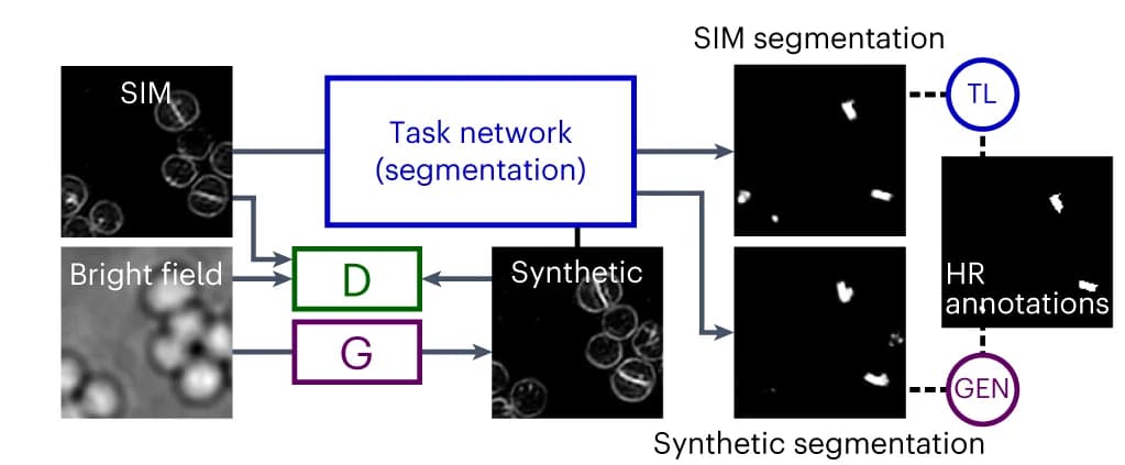 Open access visualization of Workflow, Flowchart, TA-GAN SA Models, S. aureus Dataset, Segmentation Task
