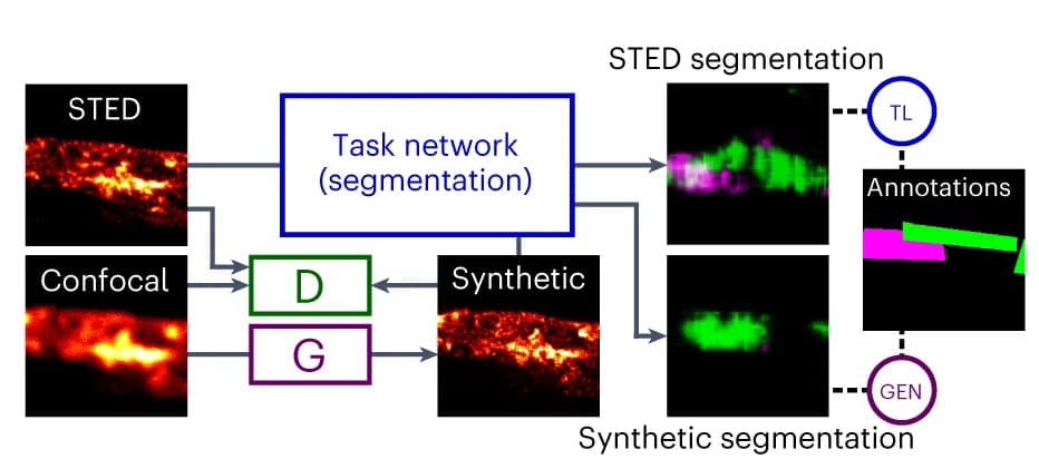 Open access visualization of Workflow, Flowchart, Microscopy, F-actin Rings, Fibres
