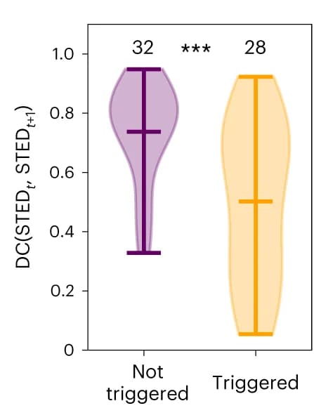 Open access visualization of Violin Plot, DC, F-actin fibre segmentation, Real STED, Confocal-STED