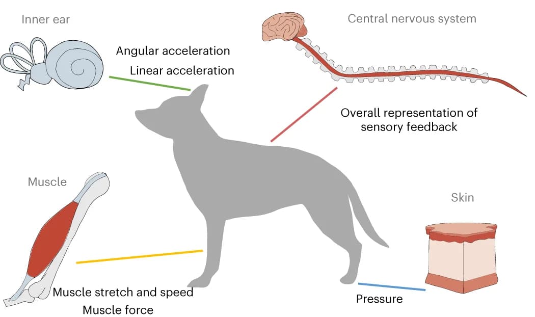 Open access visualization of Illustration, Workflow, Dog, Sensory organs, Central nervous system
