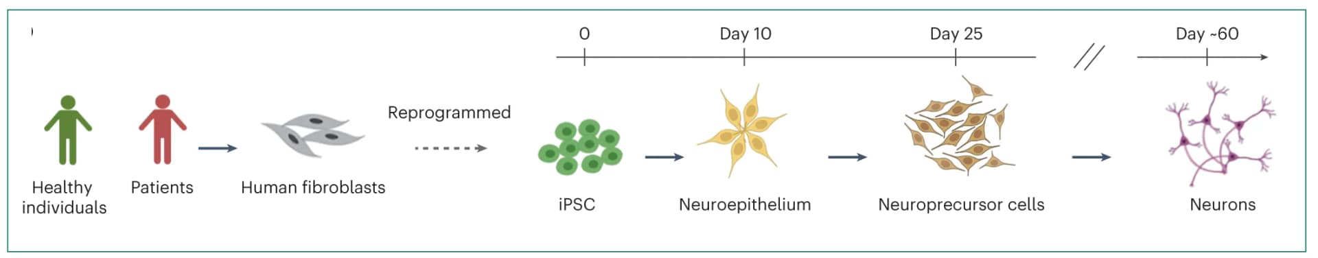 Open access visualization of Workflow, Illustration, hiPSC, Neuronal Differentiation, Fibroblasts