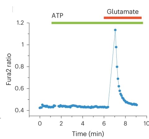 Open access visualization of Line Plot, Calcium Imaging, Fura-2, hiPSC, Cortical Neurons