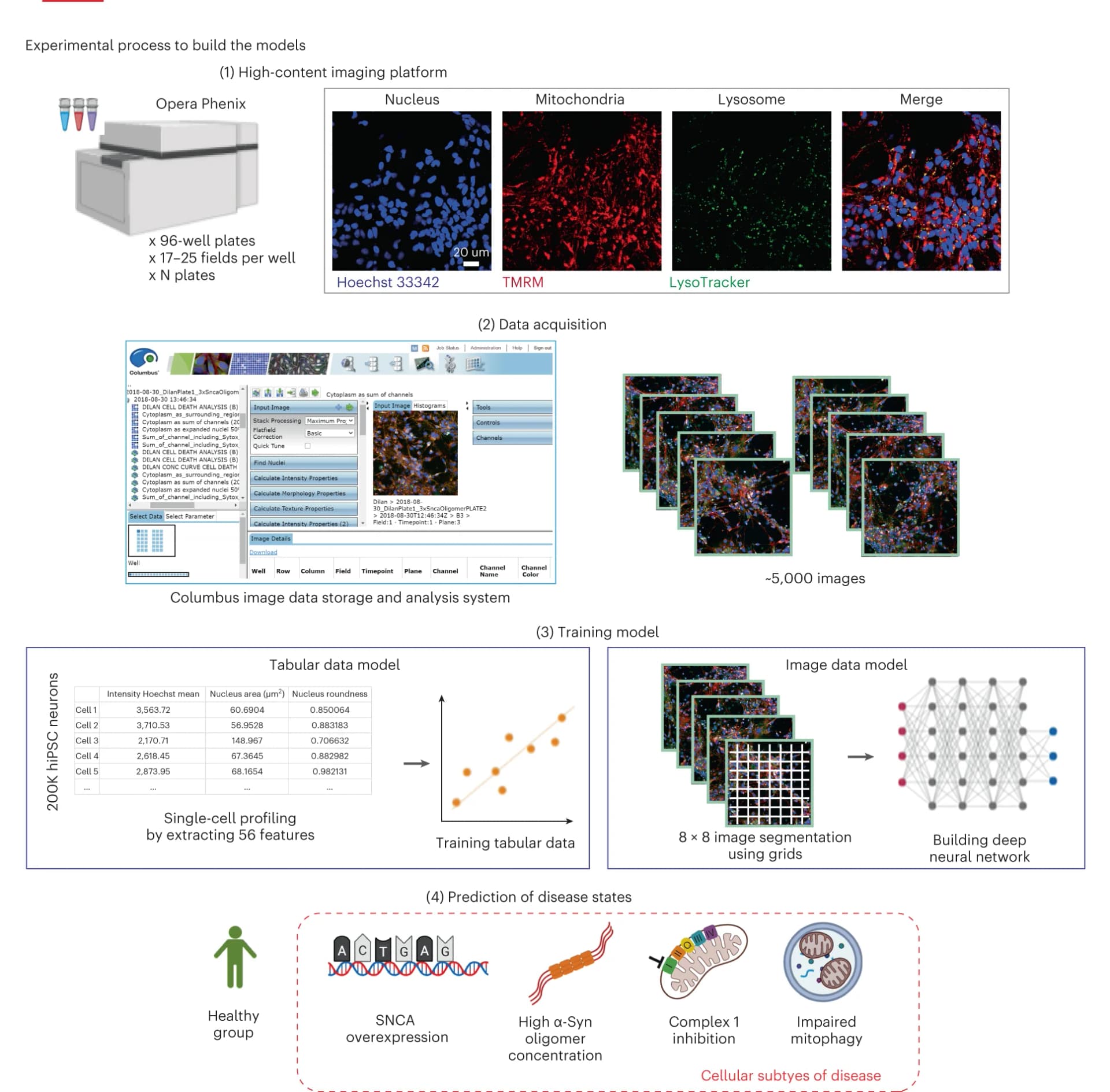 Open access visualization of Microscopy, Scatter Plot, Table Image, Illustration, Workflow