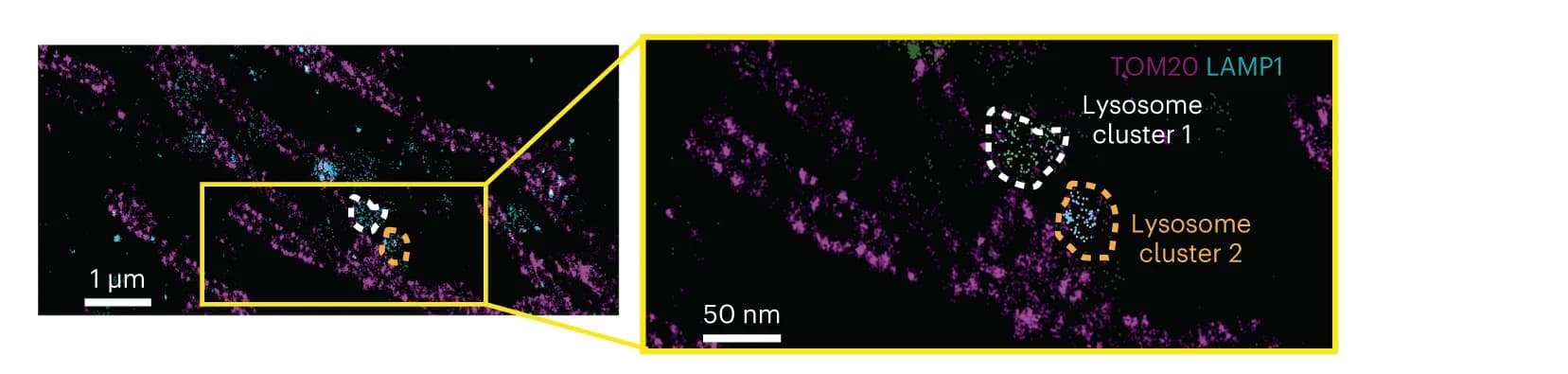 Open access visualization of Microscopy, Mitochondria, Lysosomes, Co-localization, Super-resolution microscopy