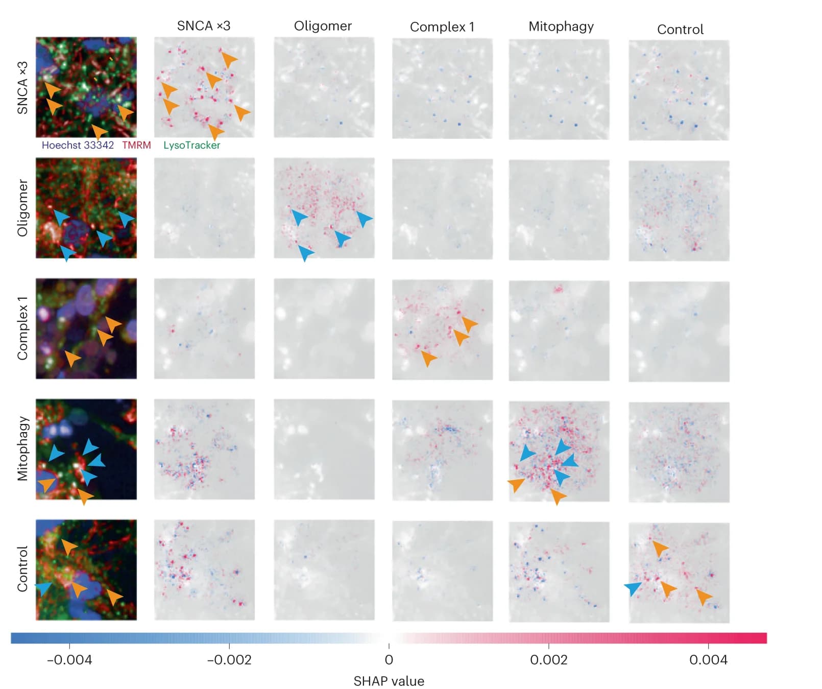 Open access visualization of Microscopy, SHAP DeepExplainer, Plot Summary, Test Set, Images