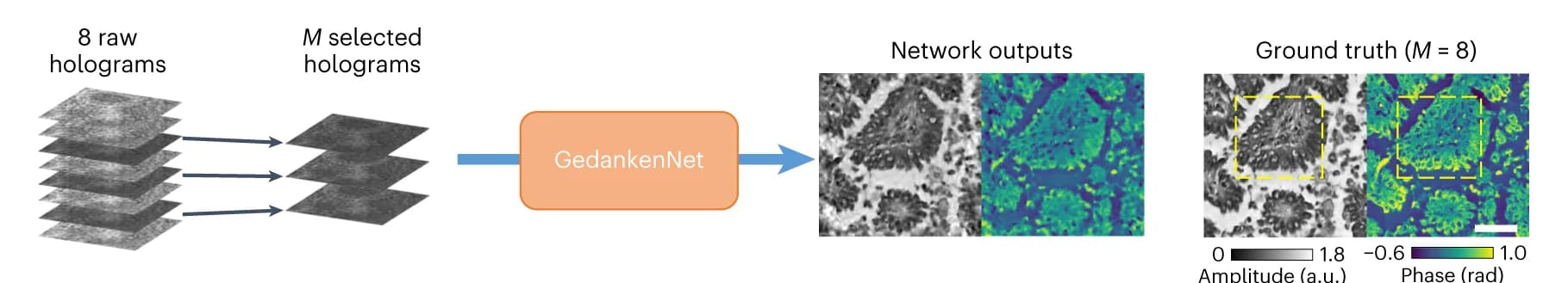 Open access visualization of Workflow, Microscopy, Holograms, GedankenNet, MHPR