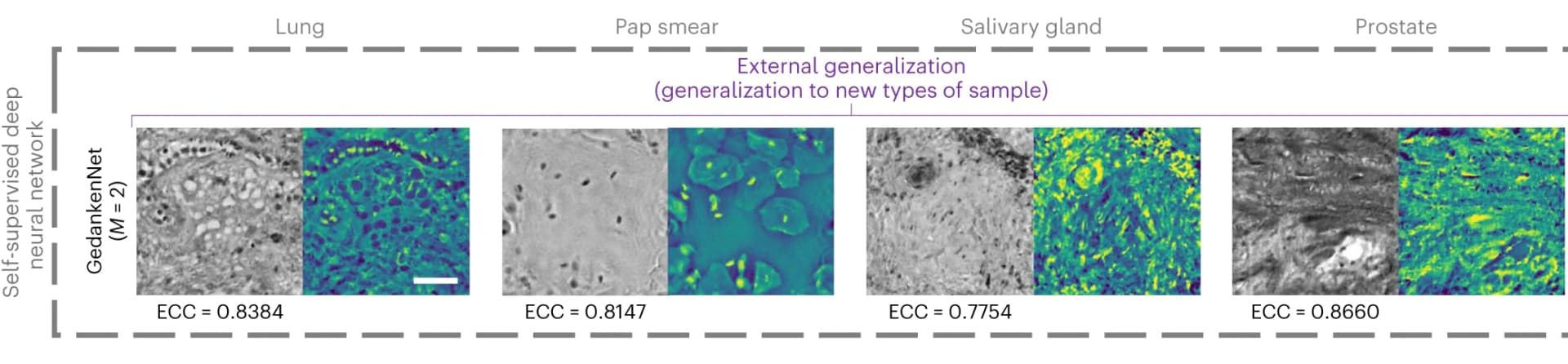 Open access visualization of Microscopy, Holograms, GedankenNet, Human Lung, Salivary Gland