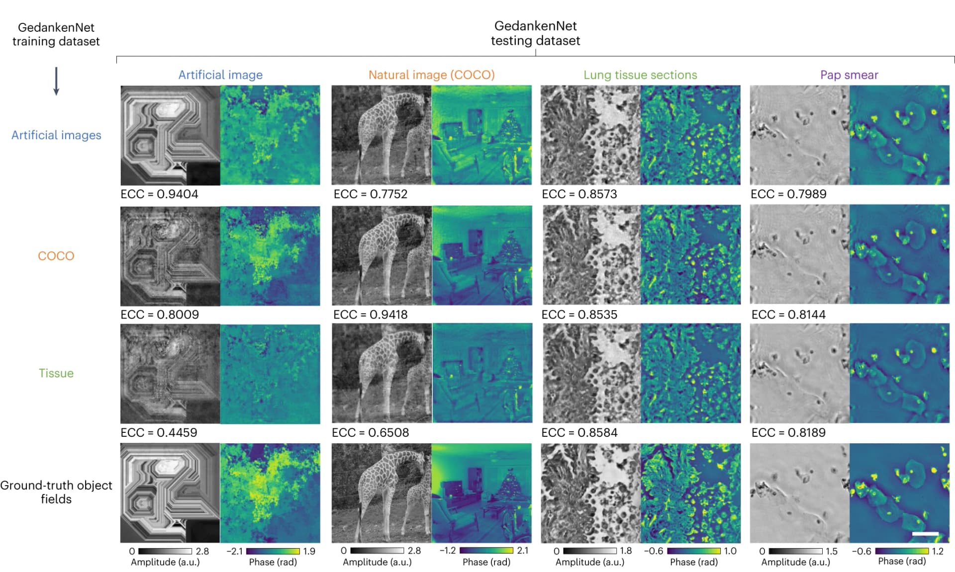 Open access visualization of Microscopy, Photo, GedankenNet Models, Synthetic Images, Natural Images