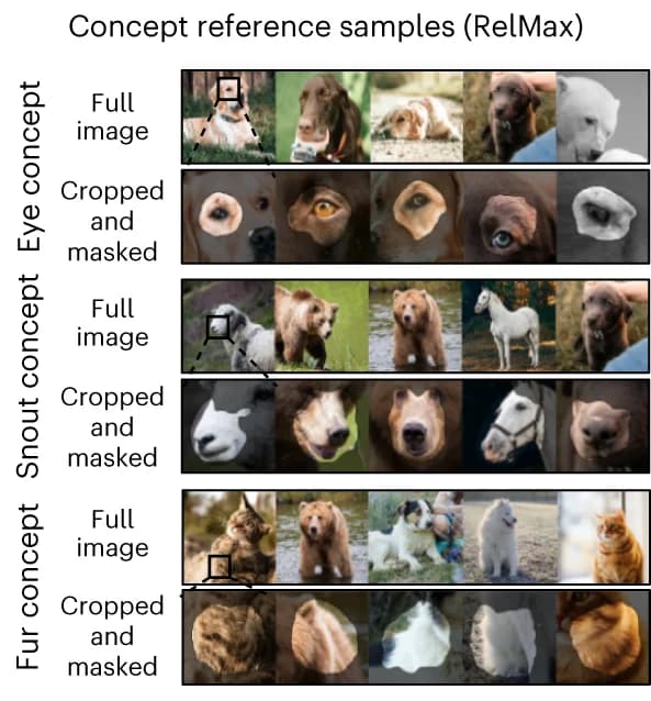 Open access visualization of Photo, Latent model structures, RelMax, Input samples, Concept-specific explanations