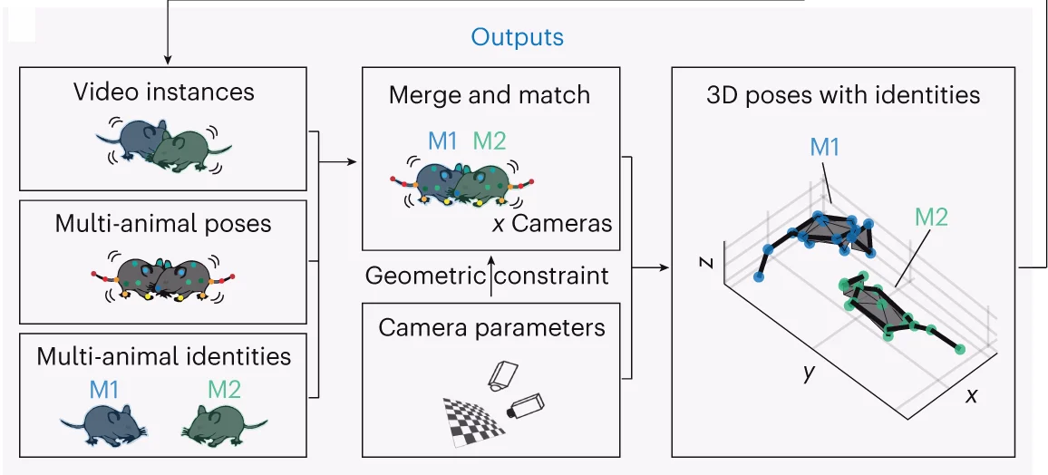 Open access visualization of Workflow, 3D Pose Tracking, AI Outputs, Video Instances, Multi-Animal Poses