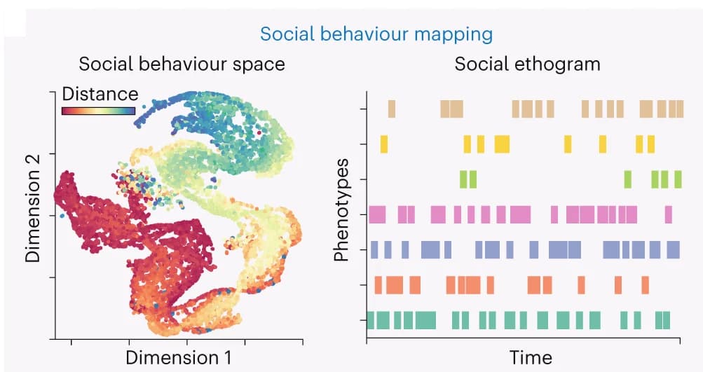 Open access visualization of Scatter Plot, UMAP, Bar Plot, Social Behavior Metric, Social Behavior Motifs