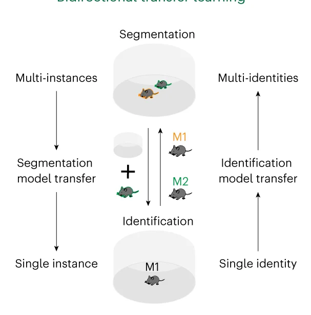 Open access visualization of Workflow, Flowchart, Illustration, Animal Identification, Transfer Learning