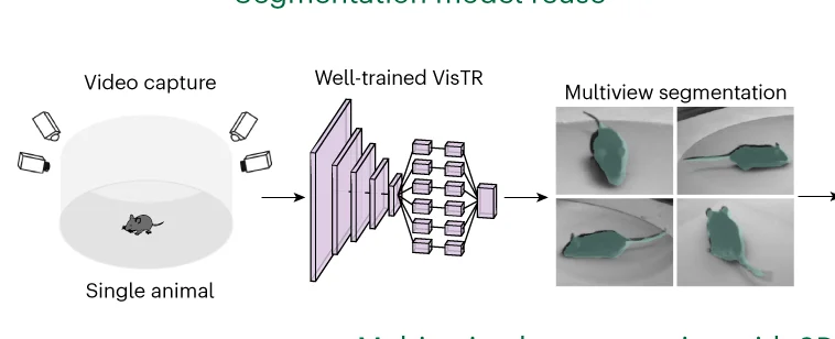 Open access visualization of Workflow, Segmentation Model, VisTR, Animal