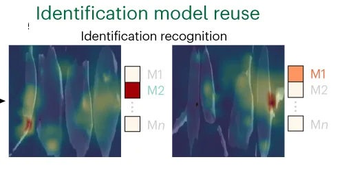 Open access visualization of Photo, Microscopy, Identification Model, Animal Identification