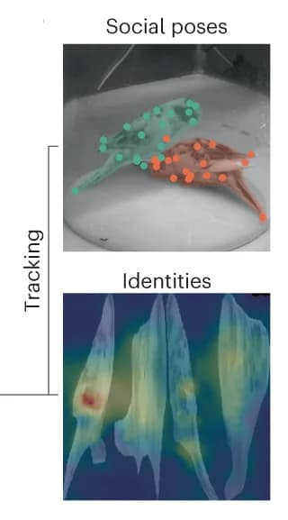 Open access visualization of Photo, Heatmap, Social Poses, Identities, Birds