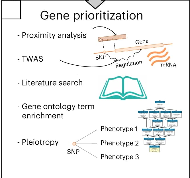 Open access visualization of Workflow, Flowchart, Illustration, Significant Association, Downstream Analysis