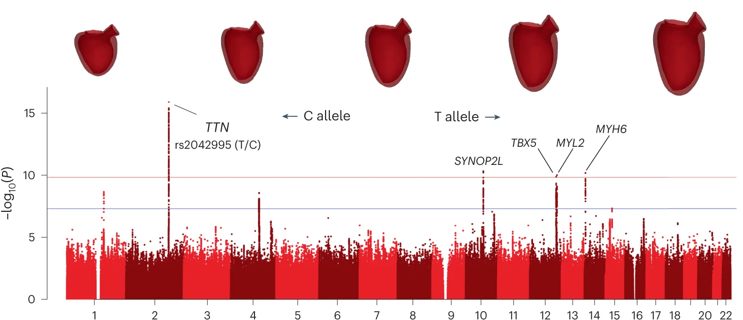 Open access visualization of Manhattan Plot, 3D Plot, Manhattan Plots, Latent Variables, SNPs