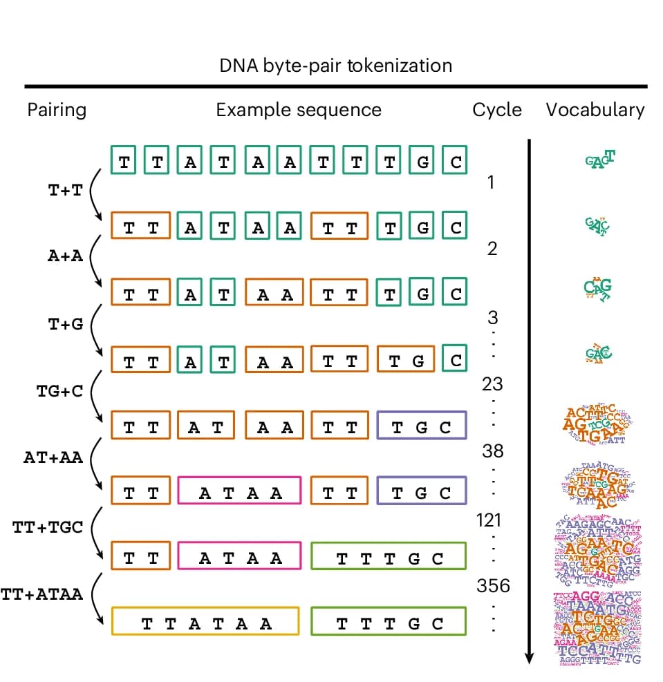 Open access visualization of Workflow, Illustration, Byte-Pair Encoding, Tokenization, Vocabulary