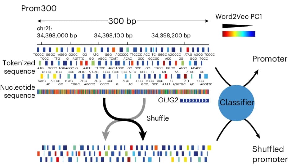 Open access visualization of Workflow, Illustration, GROVER Tokens, BPE-600, W2V Embedding