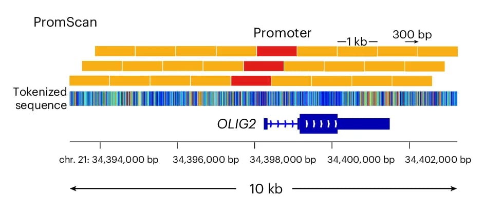 Open access visualization of Illustration, PromScan Promoter Assignment, TSS, OLIG2 Promoter, BPE-600