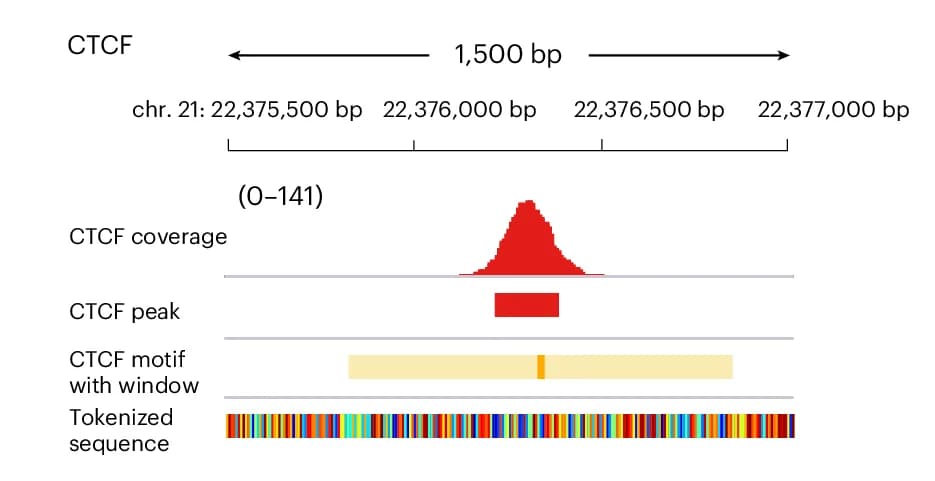 Open access visualization of Density Plot, CTCF Binding Prediction Task, CTCF Binding Motifs, GROVER, ChIPseq