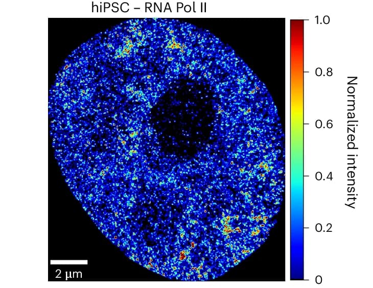 Open access visualization of Microscopy, SR Image, hiPSC Cell, Pol II, H3