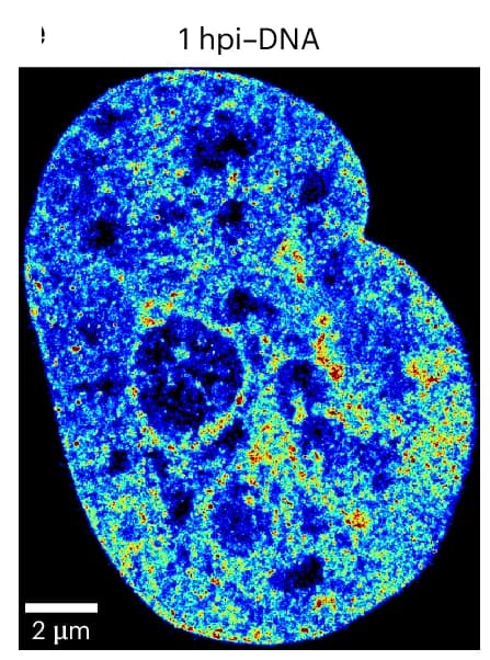 Open access visualization of Microscopy, SR Images, 1 hpi Cells, DNA Localization