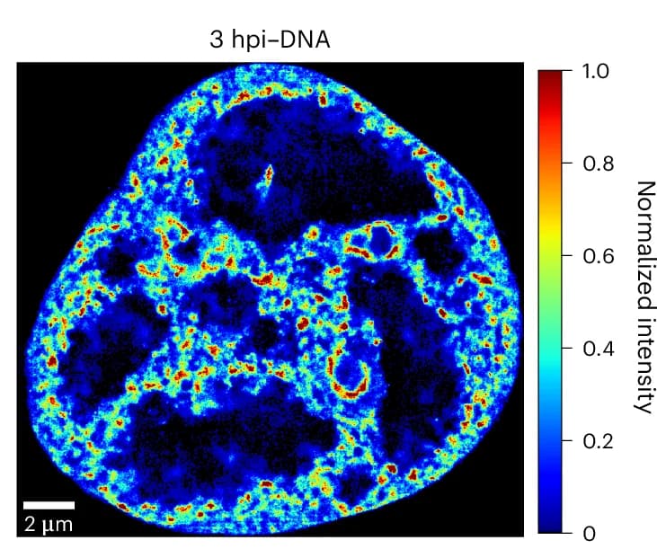 Open access visualization of Microscopy, SR Images, 3 hpi Cells, DNA Localization