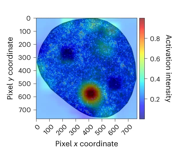 Open access visualization of Heatmap, CAM Data, hiPSC Image, Original Image