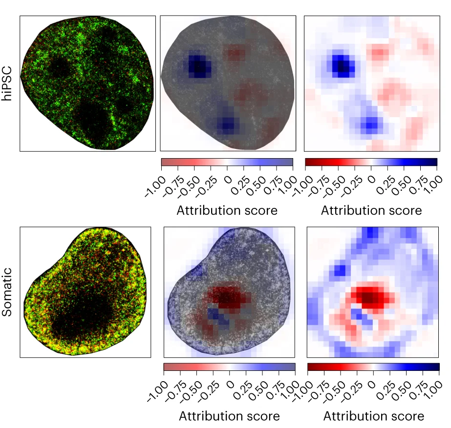 Open access visualization of Microscopy, Heatmap, AINU, Pol II, H3