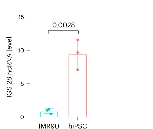 Open access visualization of Bar Plot, Error Bars, t-test, ssRT-qPCR, asincRNA